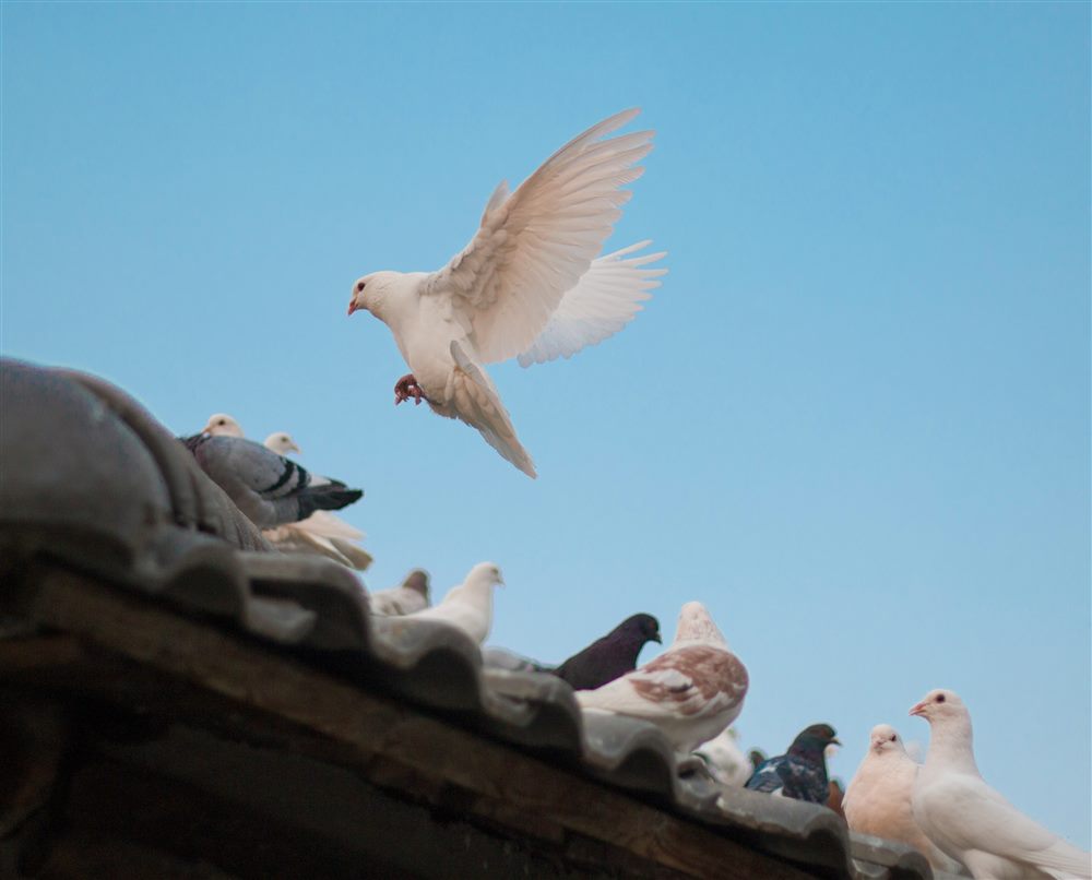 Pigeons on a rooftop